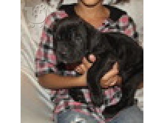 PoulaTo: Ιταλικά Cane Corso κουτάβι